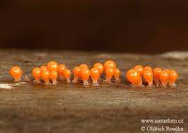 Attēlu rezultāti vaicājumam “Trichia decipiens”