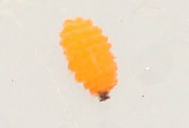 Attēlu rezultāti vaicājumam “Anthrenus sp. imago”