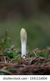 Attēlu rezultāti vaicājumam “Podostroma leucopus”