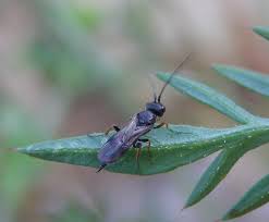 Attēlu rezultāti vaicājumam “Licea chelonoides sessile”