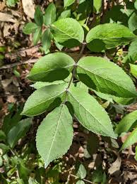 Attēlu rezultāti vaicājumam “Angelica sylvestris leaf”