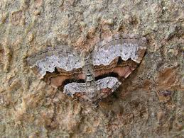 Attēlu rezultāti vaicājumam “Xanthorhoe designata”