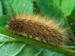 Attēlu rezultāti vaicājumam “Phragmatobia fuliginosa imago”