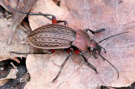 Attēlu rezultāti vaicājumam “Carabus cancellatus”