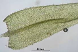 Attēlu rezultāti vaicājumam “Brachytheciastrum velutinum”