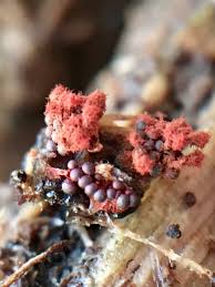 Attēlu rezultāti vaicājumam “Craterium leucocephalum spores”