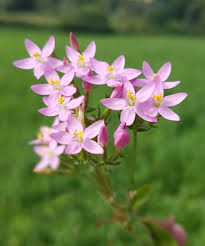 Attēlu rezultāti vaicājumam “Centaurium erythraea bud”