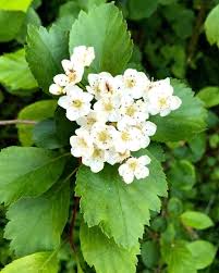 Attēlu rezultāti vaicājumam “Crataegus douglasii”
