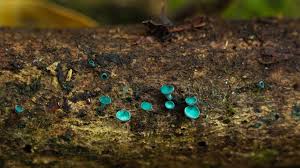 Attēlu rezultāti vaicājumam “Chlorociboria aeruginascens”