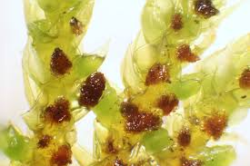 Attēlu rezultāti vaicājumam “Antitrichia curtipendula macro”