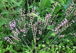 Attēlu rezultāti vaicājumam “Calluna vulgaris leaf”
