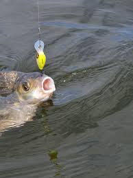 Image result for рыбалка