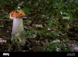 Attēlu rezultāti vaicājumam “Leccinum versipelle”