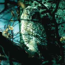 Attēlu rezultāti vaicājumam “Strix aluco juvenile”