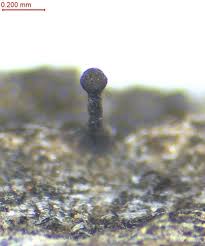 Attēlu rezultāti vaicājumam “Licea pusilla macro”