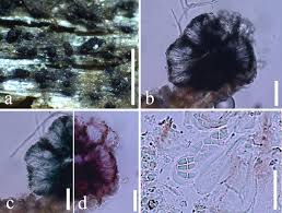 Attēlu rezultāti vaicājumam “Micarea sp.”