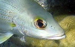 Image result for Lutjanus mahogoni