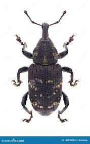 Attēlu rezultāti vaicājumam “Hylobius abietis”