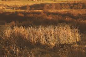 Attēlu rezultāti vaicājumam “Juncus conglomeratus”