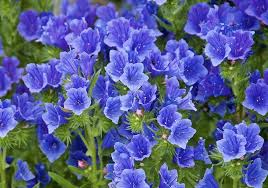 Attēlu rezultāti vaicājumam “Veronica austriaca subsp. teucrium”