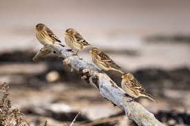 Image result for twite photo