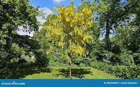 Image result for Laburnum anagyroides