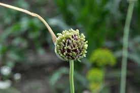 Attēlu rezultāti vaicājumam “Allium sativum bud”