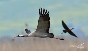 Attēlu rezultāti vaicājumam “Gruiformes”