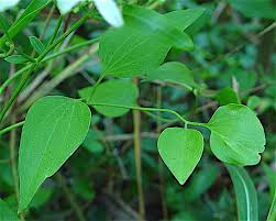 Attēlu rezultāti vaicājumam “Clematis leaf”