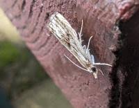 Attēlu rezultāti vaicājumam “Catoptria verellus”