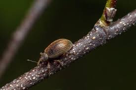 Attēlu rezultāti vaicājumam “Polydrusus mollis”
