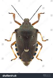 Attēlu rezultāti vaicājumam “Pinthaeus sanguinipes”