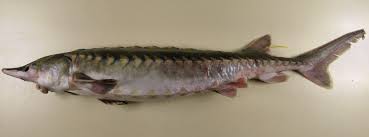 Image result for Acipenser oxyrinchus oxyrinchus