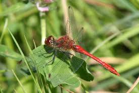 Attēlu rezultāti vaicājumam “Sympetrum sanguineum male”