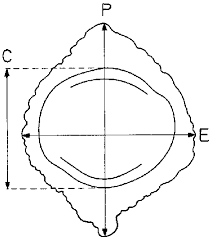 Attēlu rezultāti vaicājumam “Trapaceae”