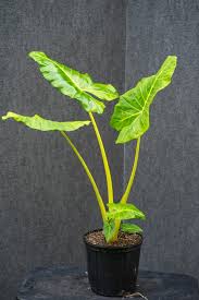 Attēlu rezultāti vaicājumam “Licea pusilla macro”