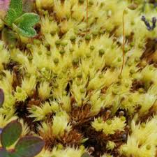 Attēlu rezultāti vaicājumam “Aulacomnium”