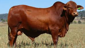 Image result for ganado bovino