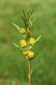 Attēlu rezultāti vaicājumam “Lysimachia thyrsiflora bud”