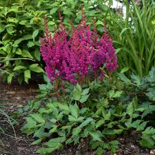 Attēlu rezultāti vaicājumam “Astilbe chinensis flower”
