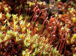 Attēlu rezultāti vaicājumam “Pogonatum dentatum macro”