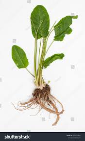 Attēlu rezultāti vaicājumam “Rumex crispus leaf”