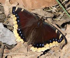 Attēlu rezultāti vaicājumam “Nymphalis antiopa upperside”