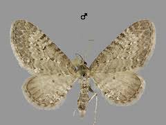 Attēlu rezultāti vaicājumam “Eupithecia satyrata”