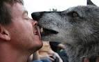 “Raven, a Gray Wolf who