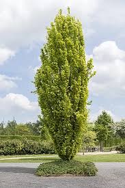 Attēlu rezultāti vaicājumam “Fagus sylvatica fo. laciniata”