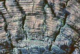 Attēlu rezultāti vaicājumam “Trapeliopsis flexuosa”