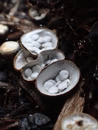 Attēlu rezultāti vaicājumam “Crucibulum laeve”