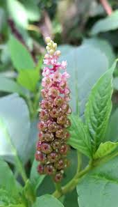 Attēlu rezultāti vaicājumam “Phytolaccaceae”