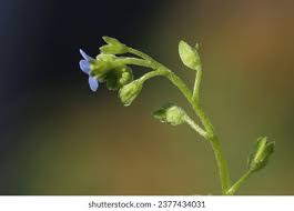 Attēlu rezultāti vaicājumam “Myosotis laxa subsp. baltica leaf”